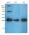 Orosomucoid 1 antibody, orb334221, Biorbyt, Western Blot image 