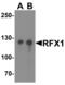 Regulatory Factor X1 antibody, LS-B13083, Lifespan Biosciences, Western Blot image 