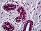 RUNX Family Transcription Factor 1 antibody, 51-678, ProSci, Immunohistochemistry frozen image 