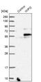 WD Repeat Domain, Phosphoinositide Interacting 2 antibody, NBP1-88880, Novus Biologicals, Western Blot image 