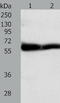 Tektin 5 antibody, TA322047, Origene, Western Blot image 