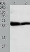 Tektin-5 antibody, TA322047, Origene, Western Blot image 