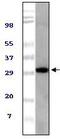 ASPSCR1 Tether For SLC2A4, UBX Domain Containing antibody, MA5-15269, Invitrogen Antibodies, Western Blot image 