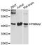 PNMA Family Member 2 antibody, abx003327, Abbexa, Western Blot image 