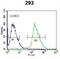 Kallikrein Related Peptidase 6 antibody, abx032800, Abbexa, Western Blot image 