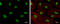 SLU7 Homolog, Splicing Factor antibody, GTX125960, GeneTex, Immunofluorescence image 