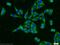 Forkhead Box O3 antibody, 10849-1-AP, Proteintech Group, Immunofluorescence image 