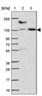 Cordon-Bleu WH2 Repeat Protein Like 1 antibody, PA5-62782, Invitrogen Antibodies, Western Blot image 