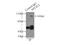 Nuclear Factor, Erythroid 2 Like 2 antibody, 16396-1-AP, Proteintech Group, Immunoprecipitation image 