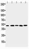 Gap Junction Protein Alpha 3 antibody, PA2144, Boster Biological Technology, Western Blot image 