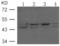 PON antibody, TA321128, Origene, Western Blot image 