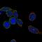 Janus Kinase 3 antibody, NBP2-49629, Novus Biologicals, Immunocytochemistry image 
