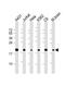 Ribosomal Protein S10 antibody, PA5-72303, Invitrogen Antibodies, Western Blot image 