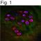 Aggrecan antibody, PA1-1746, Invitrogen Antibodies, Immunofluorescence image 