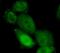 Phosphatidylinositol-4,5-Bisphosphate 3-Kinase Catalytic Subunit Beta antibody, FNab06420, FineTest, Immunofluorescence image 
