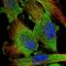Tissue Specific Transplantation Antigen P35B antibody, NBP1-83408, Novus Biologicals, Immunocytochemistry image 