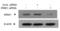 Interleukin 1 Receptor Associated Kinase 1 antibody, 1007, ProSci, Western Blot image 