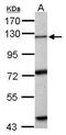 EXO1 antibody, PA5-29058, Invitrogen Antibodies, Western Blot image 