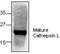 Cathepsin L antibody, GTX59811, GeneTex, Western Blot image 