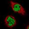Chromosome 17 Open Reading Frame 49 antibody, HPA024457, Atlas Antibodies, Immunofluorescence image 