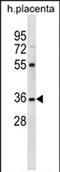 Olfactory Receptor Family 5 Subfamily AN Member 1 antibody, PA5-71731, Invitrogen Antibodies, Western Blot image 