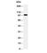 Synaptopodin antibody, R30455, NSJ Bioreagents, Western Blot image 