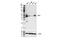 Argininosuccinate Synthase 1 antibody, 70720S, Cell Signaling Technology, Western Blot image 