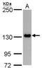 RG1 antibody, GTX128215, GeneTex, Western Blot image 