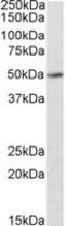 Indoleamine 2,3-Dioxygenase 2 antibody, LS-C112860, Lifespan Biosciences, Western Blot image 