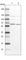 Transcription Factor 25 antibody, HPA041786, Atlas Antibodies, Western Blot image 