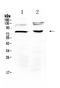 Dishevelled Segment Polarity Protein 3 antibody, A03577, Boster Biological Technology, Western Blot image 