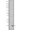 Proliferation And Apoptosis Adaptor Protein 15 antibody, abx147644, Abbexa, Western Blot image 