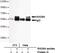 RAD9 Checkpoint Clamp Component A antibody, GTX49140, GeneTex, Immunoprecipitation image 