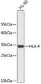 Major Histocompatibility Complex, Class I, F antibody, 19-208, ProSci, Western Blot image 