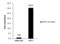 DNA-(apurinic or apyrimidinic site) lyase antibody, GTX110558, GeneTex, Chromatin Immunoprecipitation image 