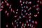 G Protein Nucleolar 3 antibody, A03283-3, Boster Biological Technology, Immunofluorescence image 