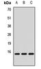 Morf4 Family Associated Protein 1 antibody, LS-C668418, Lifespan Biosciences, Western Blot image 