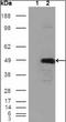 Betaine--Homocysteine S-Methyltransferase antibody, orb89395, Biorbyt, Western Blot image 