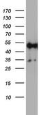 NADH:Ubiquinone Oxidoreductase Core Subunit S2 antibody, MA5-26536, Invitrogen Antibodies, Western Blot image 