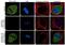 Mitogen-Activated Protein Kinase Kinase 1 antibody, 702581, Invitrogen Antibodies, Immunofluorescence image 