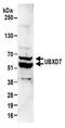 UBX Domain Protein 7 antibody, NBP2-22223, Novus Biologicals, Western Blot image 