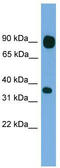 Protocadherin Beta 15 antibody, TA331066, Origene, Western Blot image 