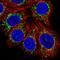ATP Synthase Membrane Subunit 6.8PL antibody, HPA058978, Atlas Antibodies, Immunofluorescence image 