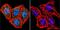 Aryl Hydrocarbon Receptor Nuclear Translocator antibody, GTX22771, GeneTex, Immunocytochemistry image 
