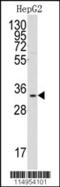 p33 antibody, 63-232, ProSci, Western Blot image 