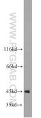 Programmed Cell Death 2 antibody, 10725-1-AP, Proteintech Group, Western Blot image 