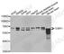 G3BP Stress Granule Assembly Factor 1 antibody, A5342, ABclonal Technology, Western Blot image 