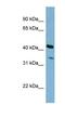 Peroxisomal Biogenesis Factor 26 antibody, NBP1-55114, Novus Biologicals, Western Blot image 