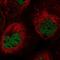 MHC class I region proline-rich protein CAT53 antibody, PA5-63345, Invitrogen Antibodies, Immunofluorescence image 