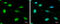 DExH-Box Helicase 9 antibody, GTX130971, GeneTex, Immunofluorescence image 